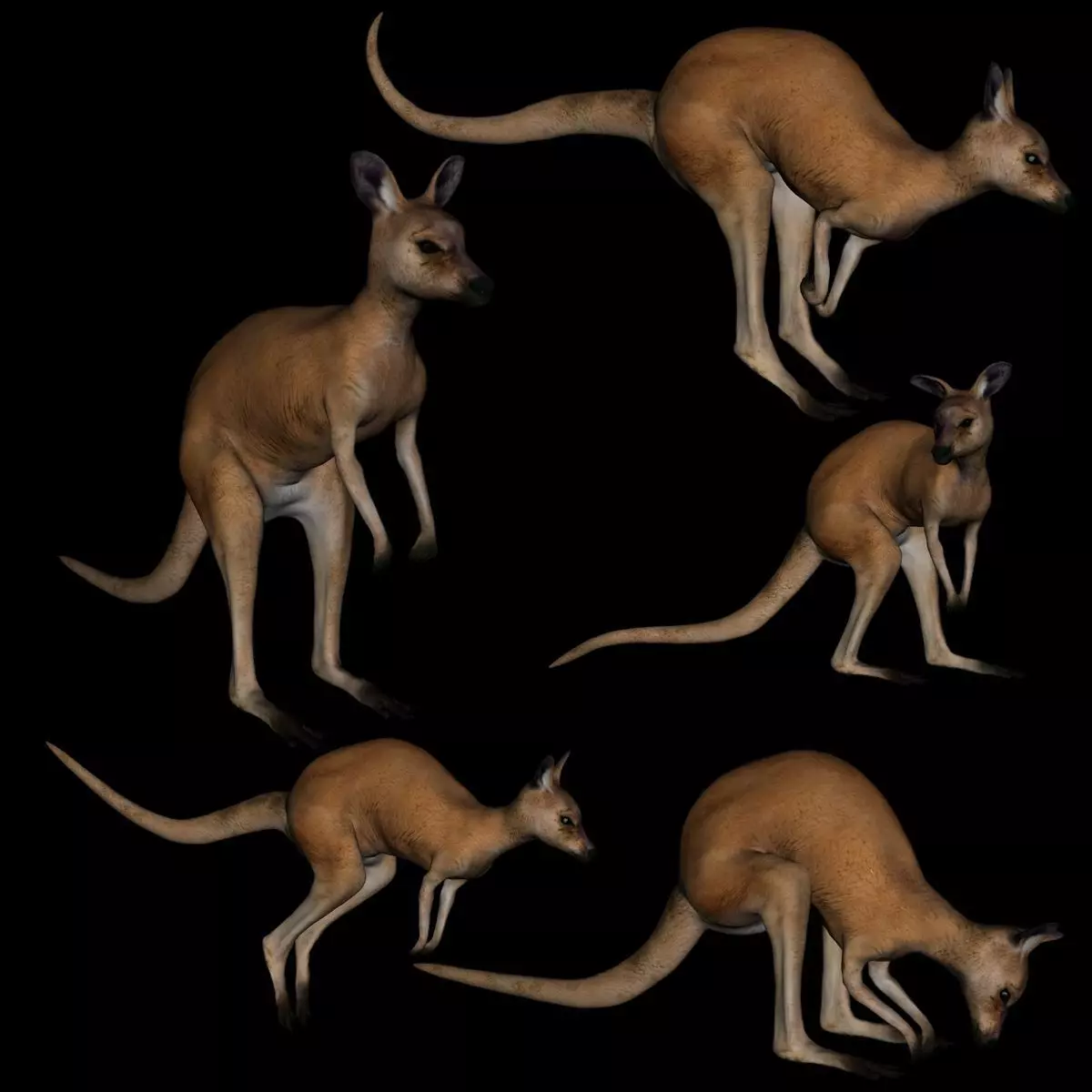 t11-kangroo-adult kangaroo 3D model_0