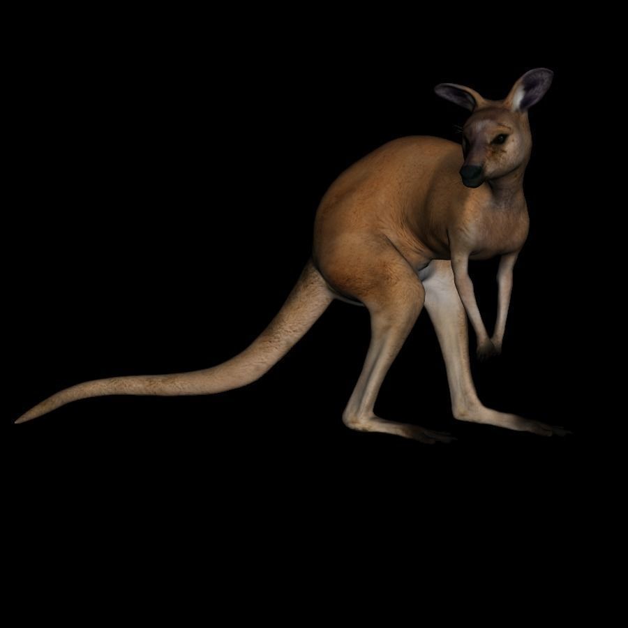 t11-kangroo-adult kangaroo 3D model_4