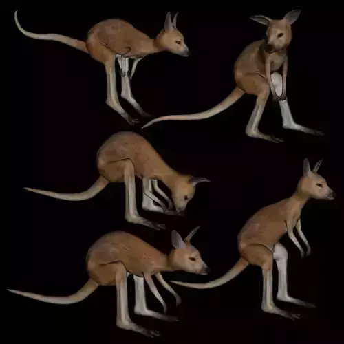t12-joey kangaroo 3D model