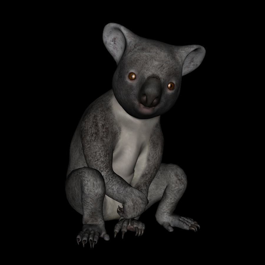 t13-koala koala bear praying 3D model_4