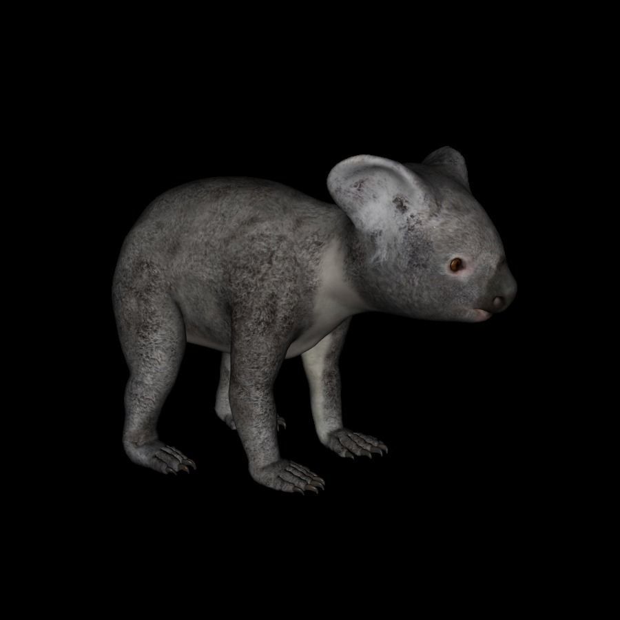 t13-koala koala bear praying 3D model_1