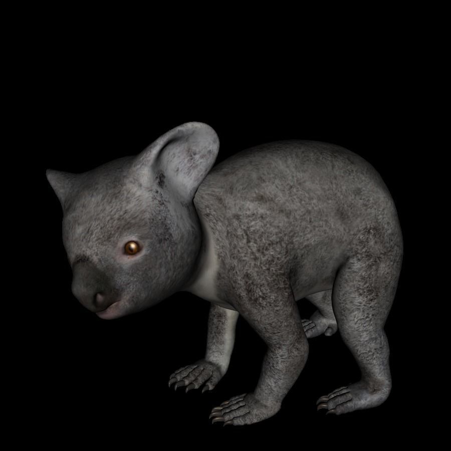 t13-koala koala bear praying 3D model_2