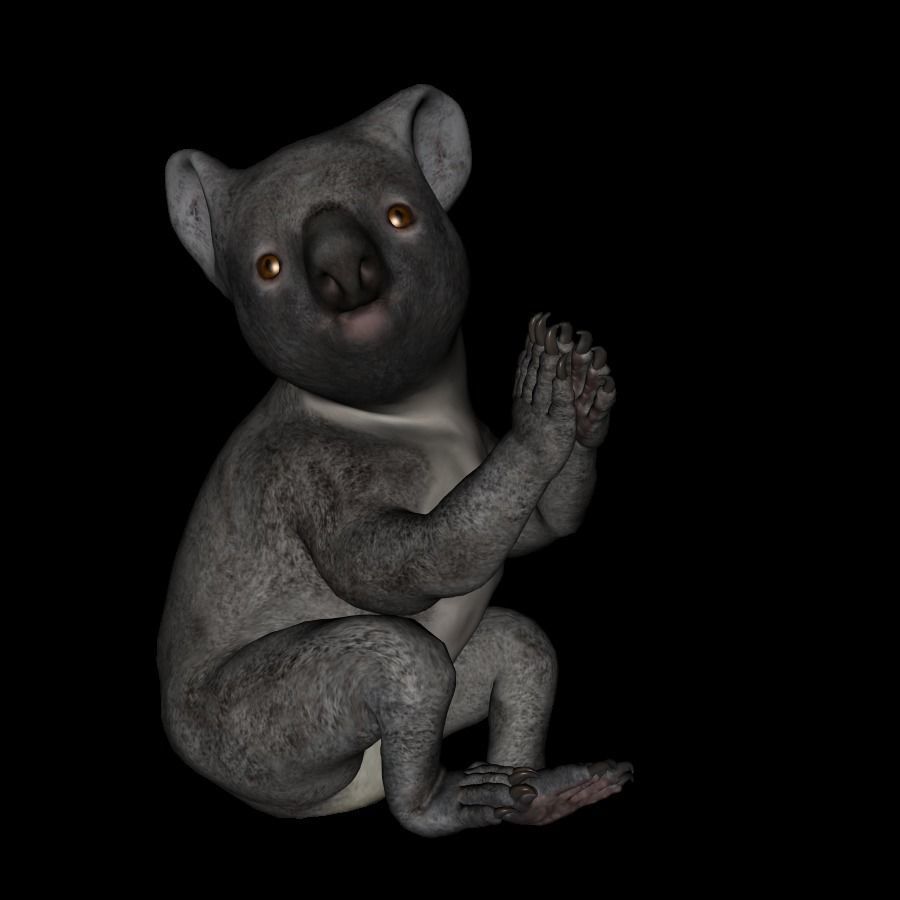 t13-koala koala bear praying 3D model_3