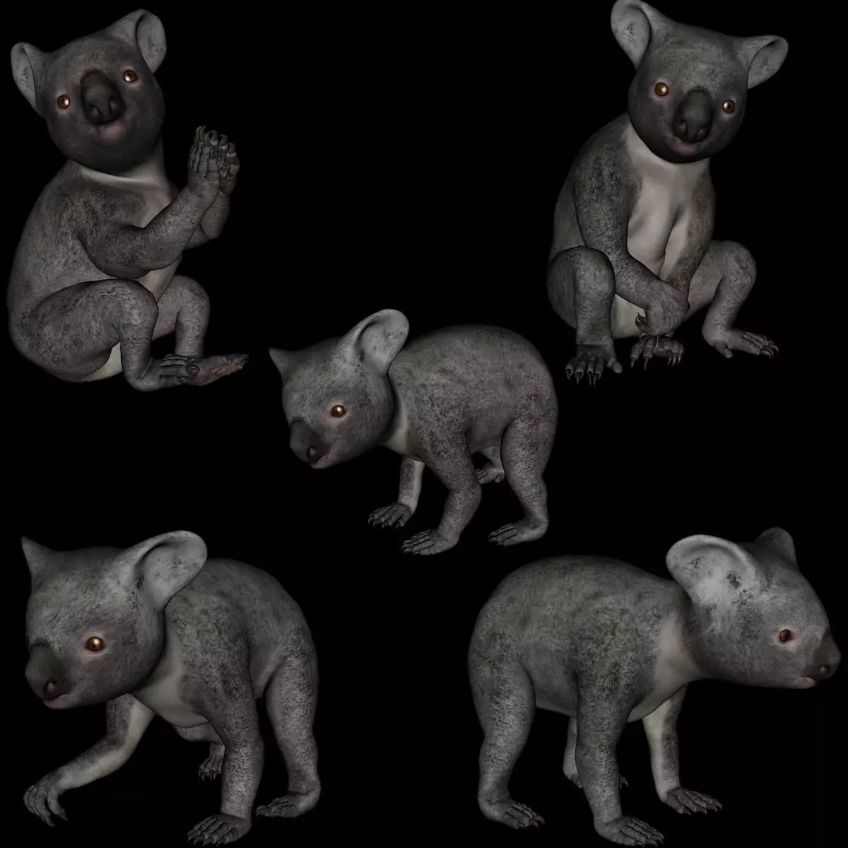 t13-koala koala bear praying 3D model_0