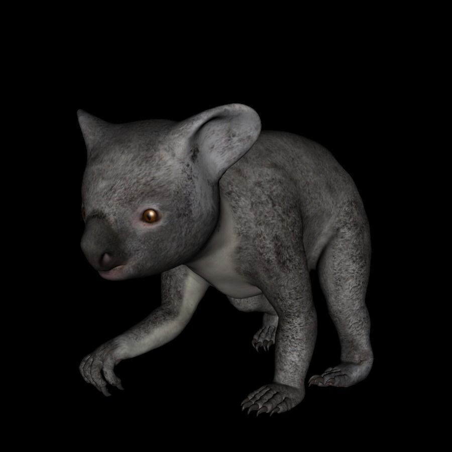 t13-koala koala bear praying 3D model_5