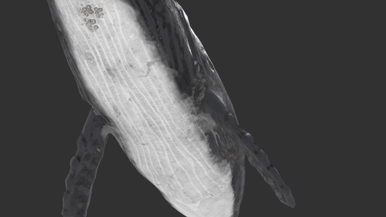 whale lowpoly animal Low-poly 3D model_1