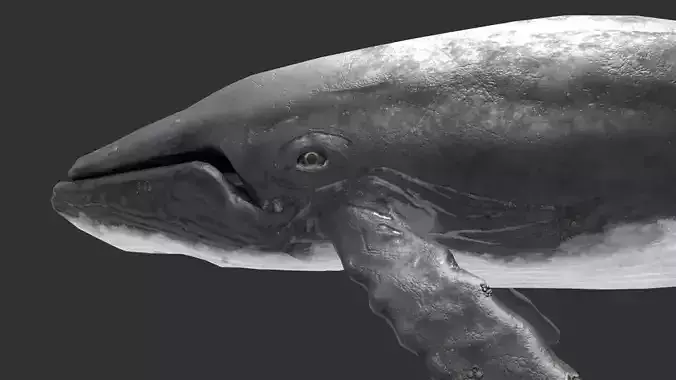 whale lowpoly animal