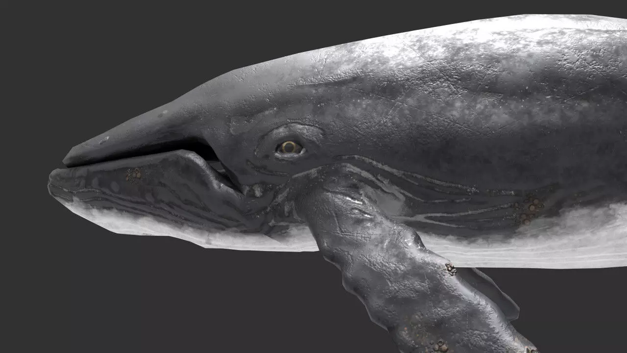 whale lowpoly animal Low-poly 3D model_0