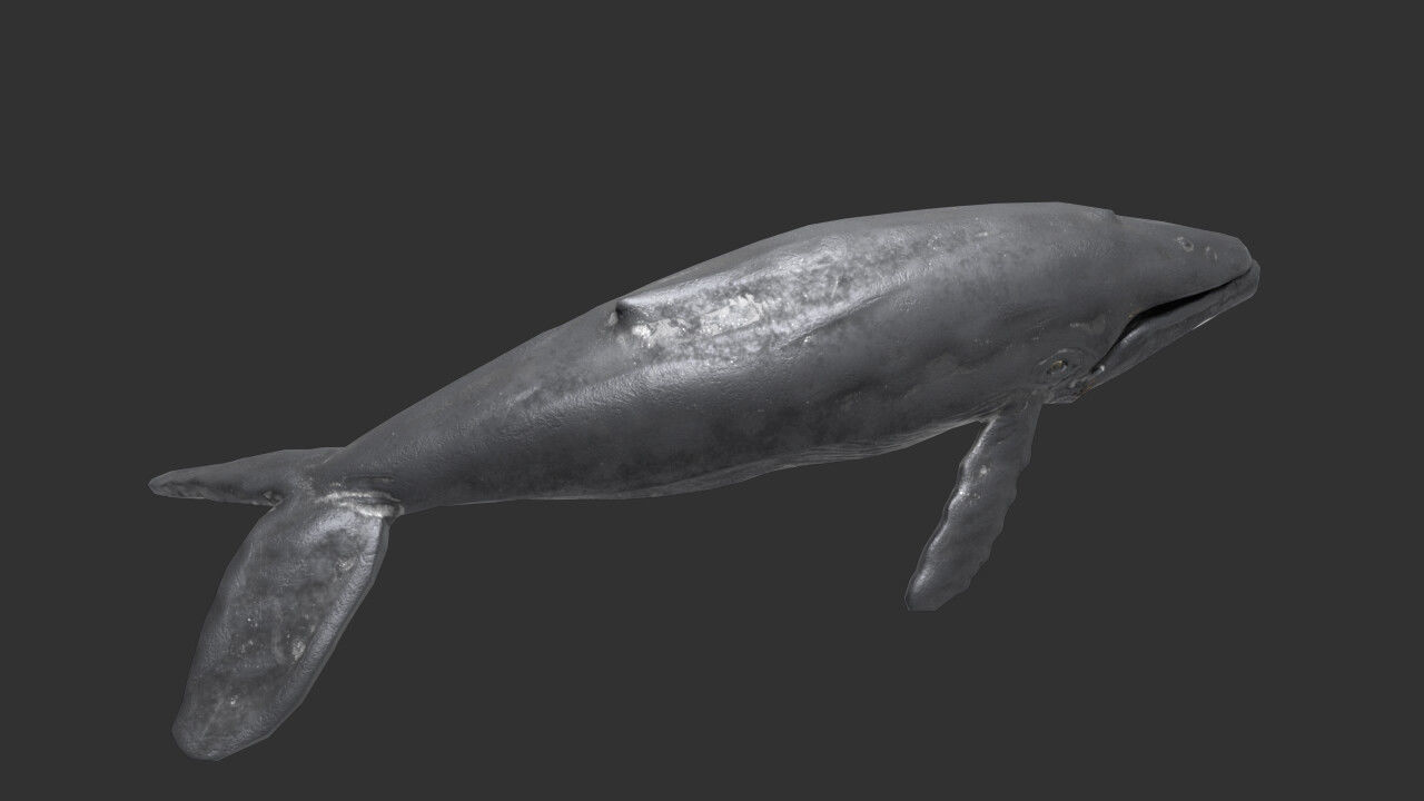 whale lowpoly animal Low-poly 3D model_2