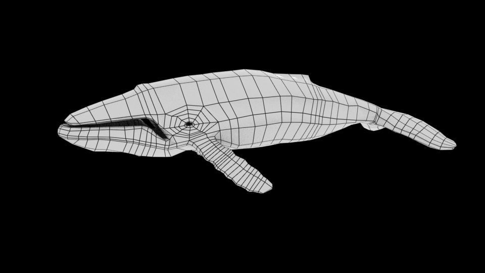 whale lowpoly animal Low-poly 3D model_5
