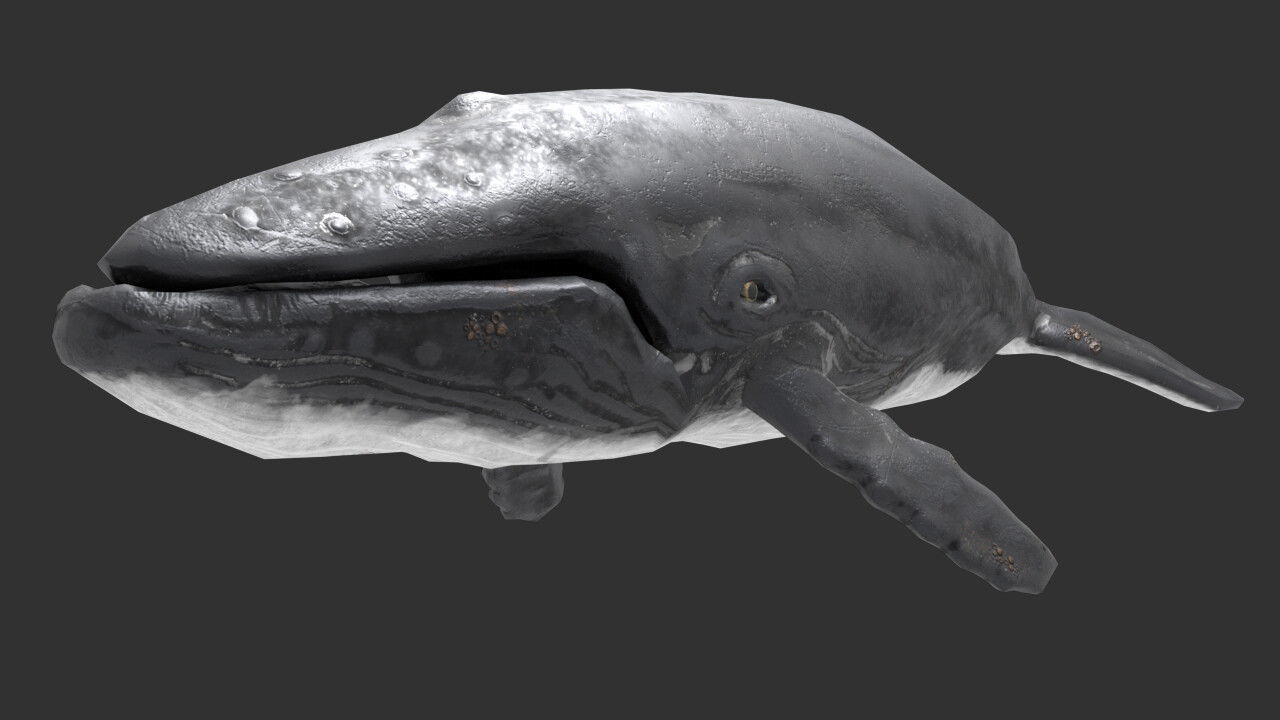 whale lowpoly animal Low-poly 3D model_4