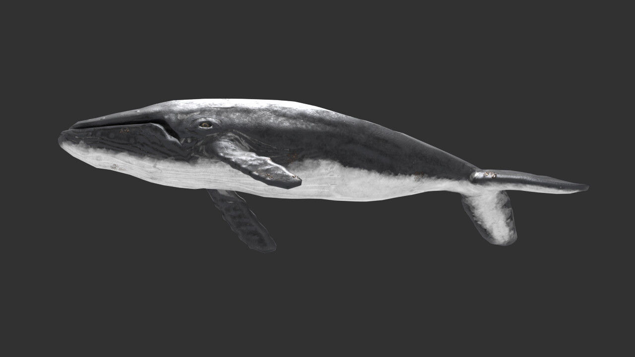 whale lowpoly animal Low-poly 3D model_3