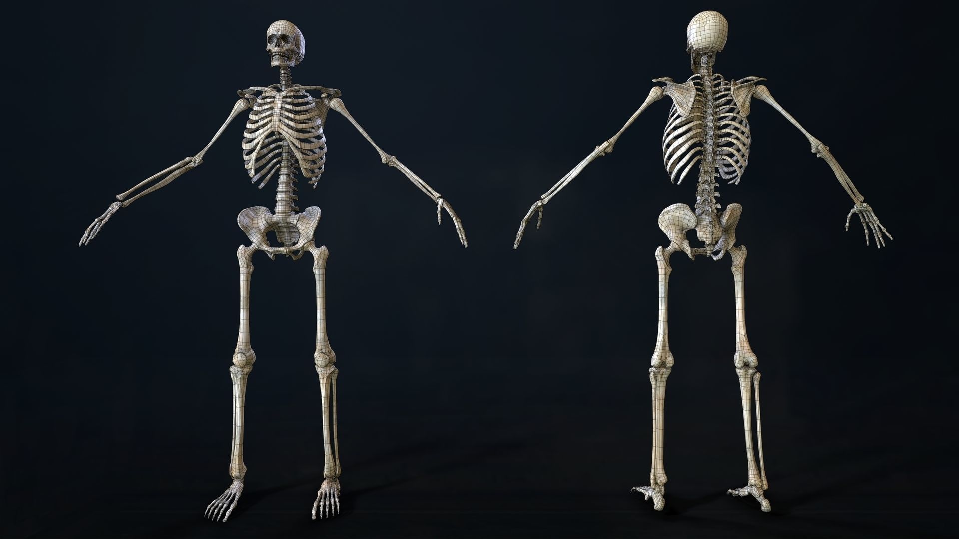 Skeleton 2 human Low-poly 3D model_23