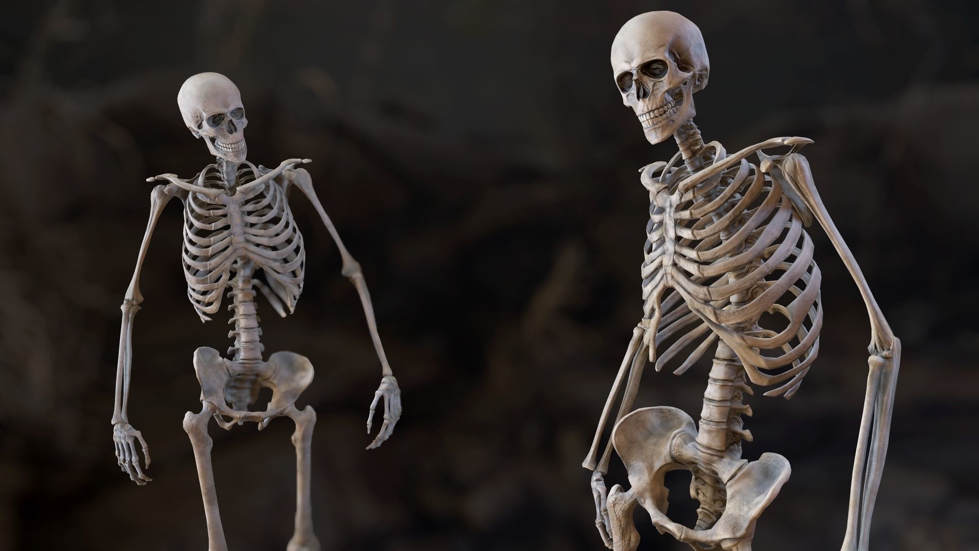 Skeleton 2 human Low-poly 3D model_1