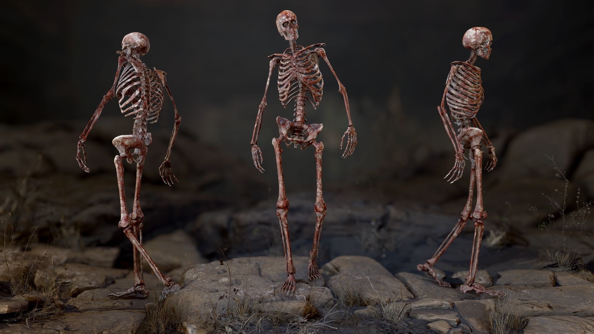 Skeleton 2 human Low-poly 3D model_3