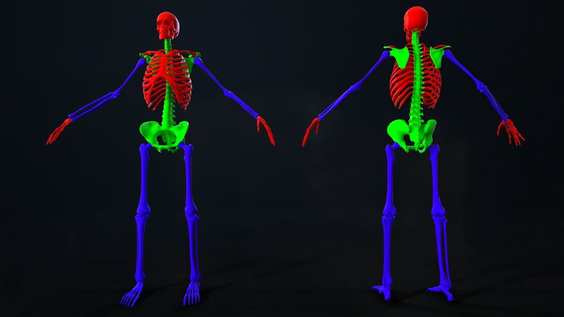 Skeleton 2 human Low-poly 3D model_24