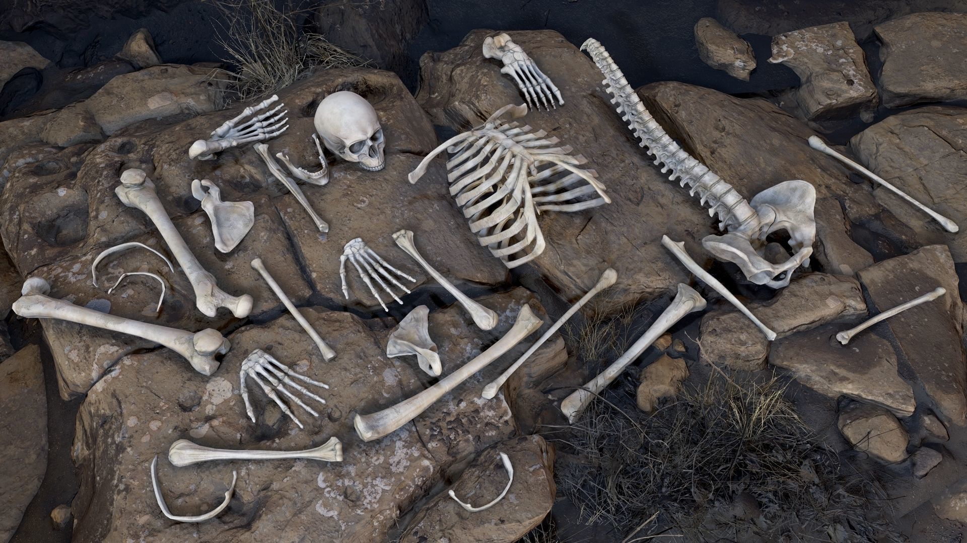 Skeleton 2 human Low-poly 3D model_14