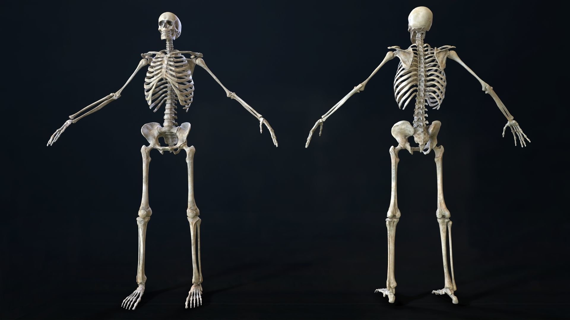 Skeleton 2 human Low-poly 3D model_22