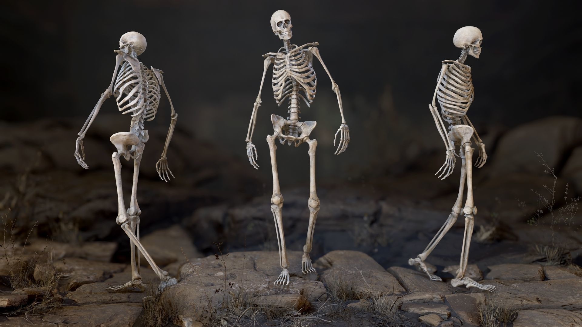 Skeleton 2 human Low-poly 3D model_2
