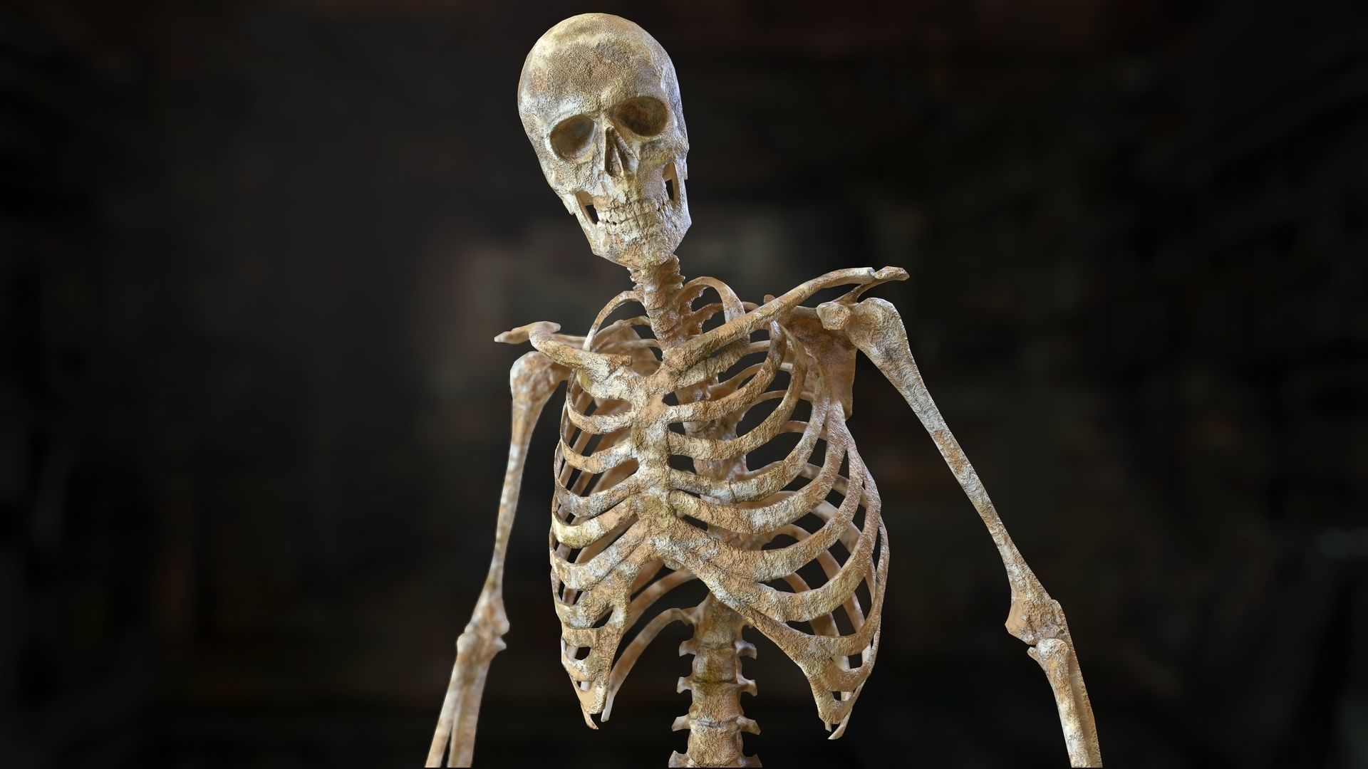 Skeleton 2 human Low-poly 3D model_10