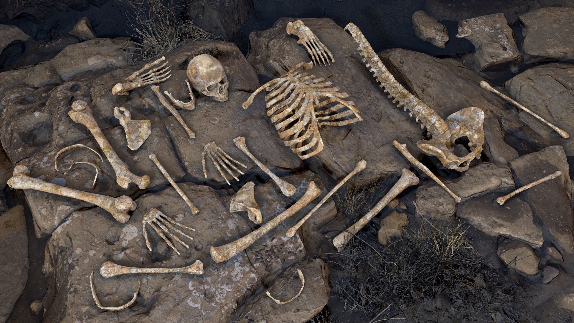 Skeleton 2 human Low-poly 3D model_16