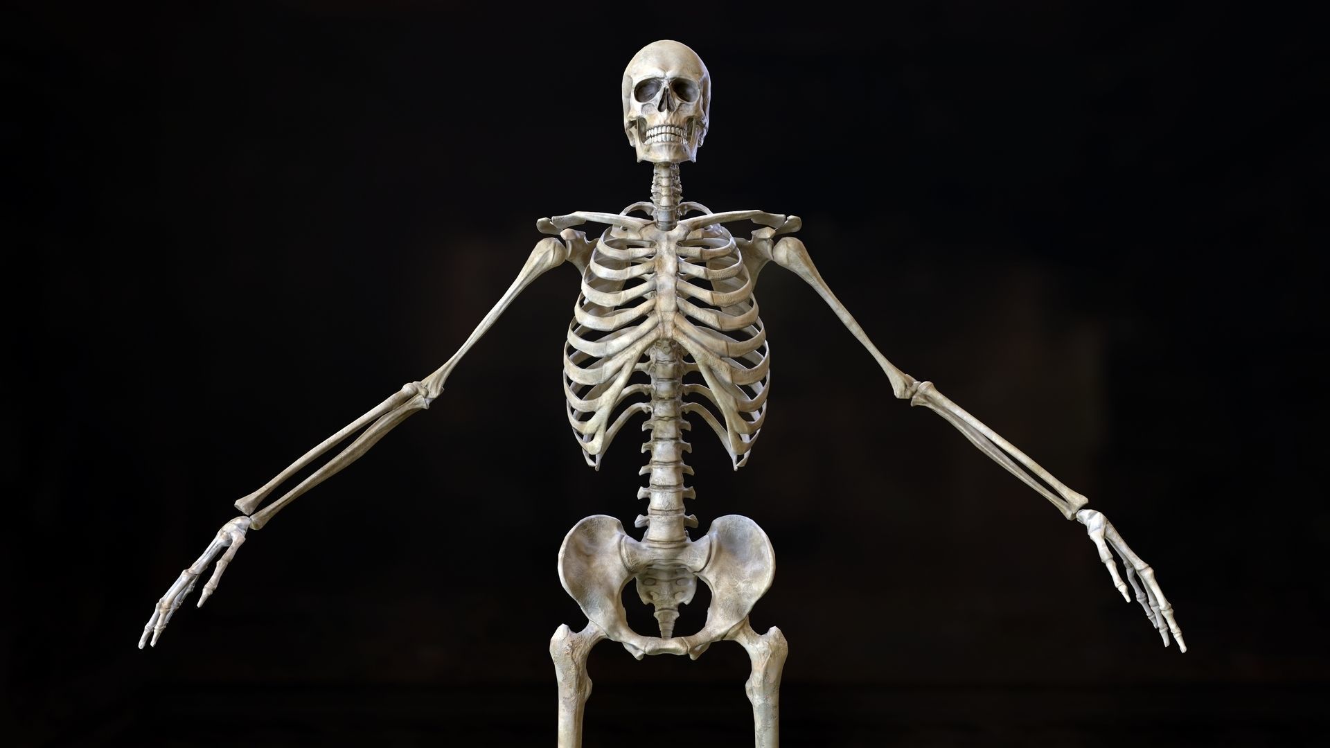 Skeleton 2 human Low-poly 3D model_20