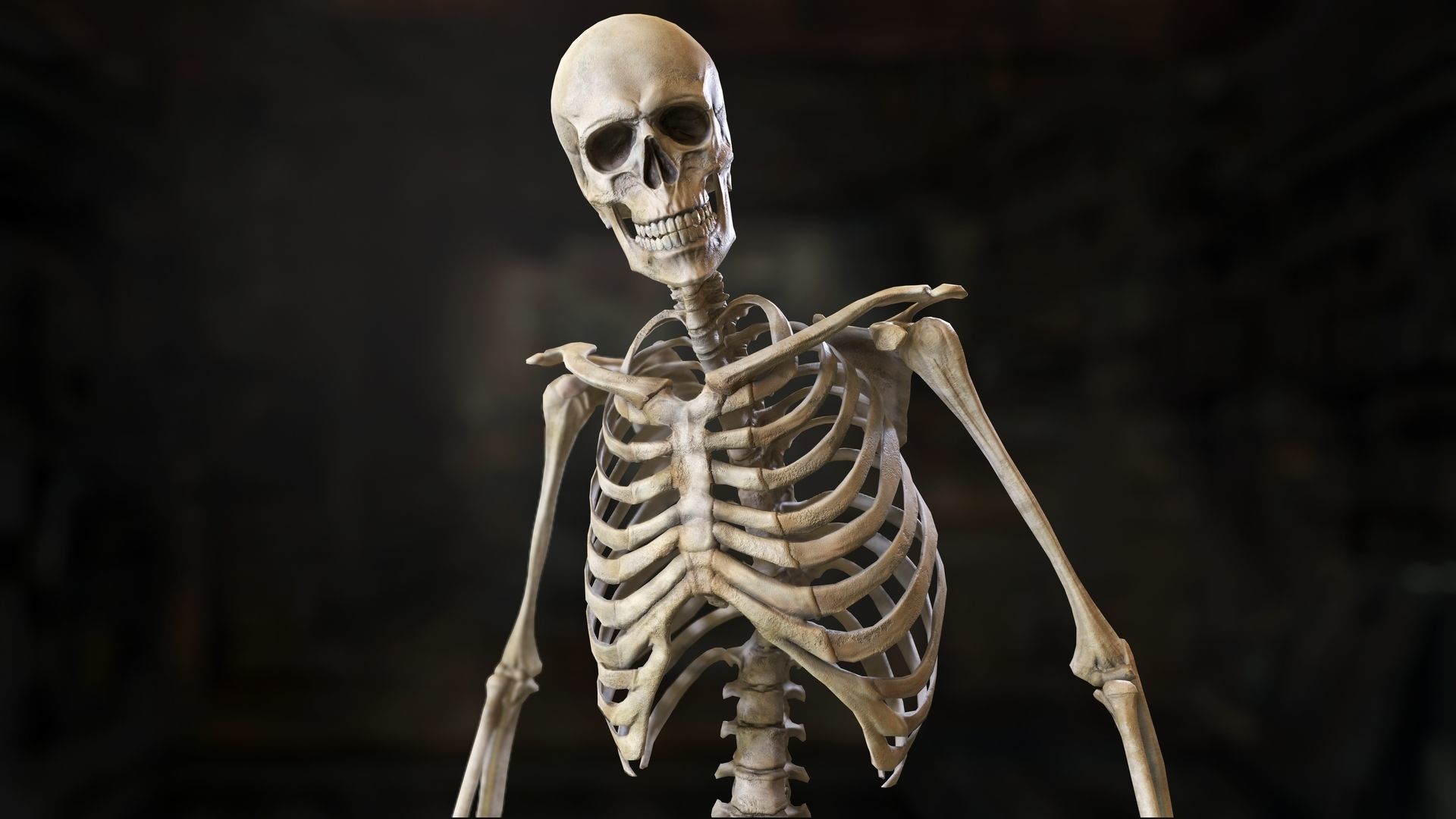 Skeleton 2 human Low-poly 3D model_8