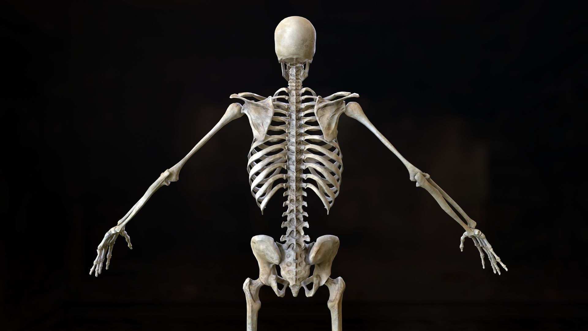Skeleton 2 human Low-poly 3D model_21