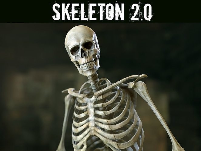 Skeleton 2 human Low-poly 3D model
