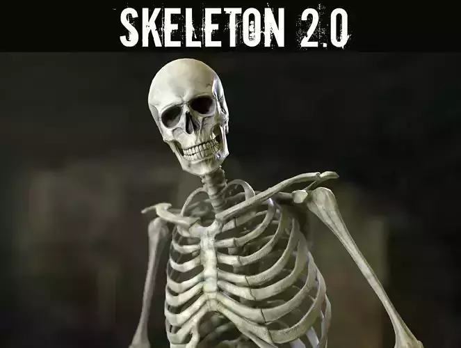 Skeleton 2 human Low-poly 3D model