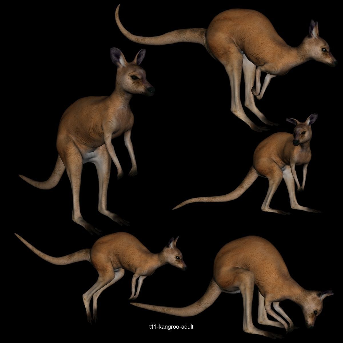 aussie wild life -1 3D Model Collection_1