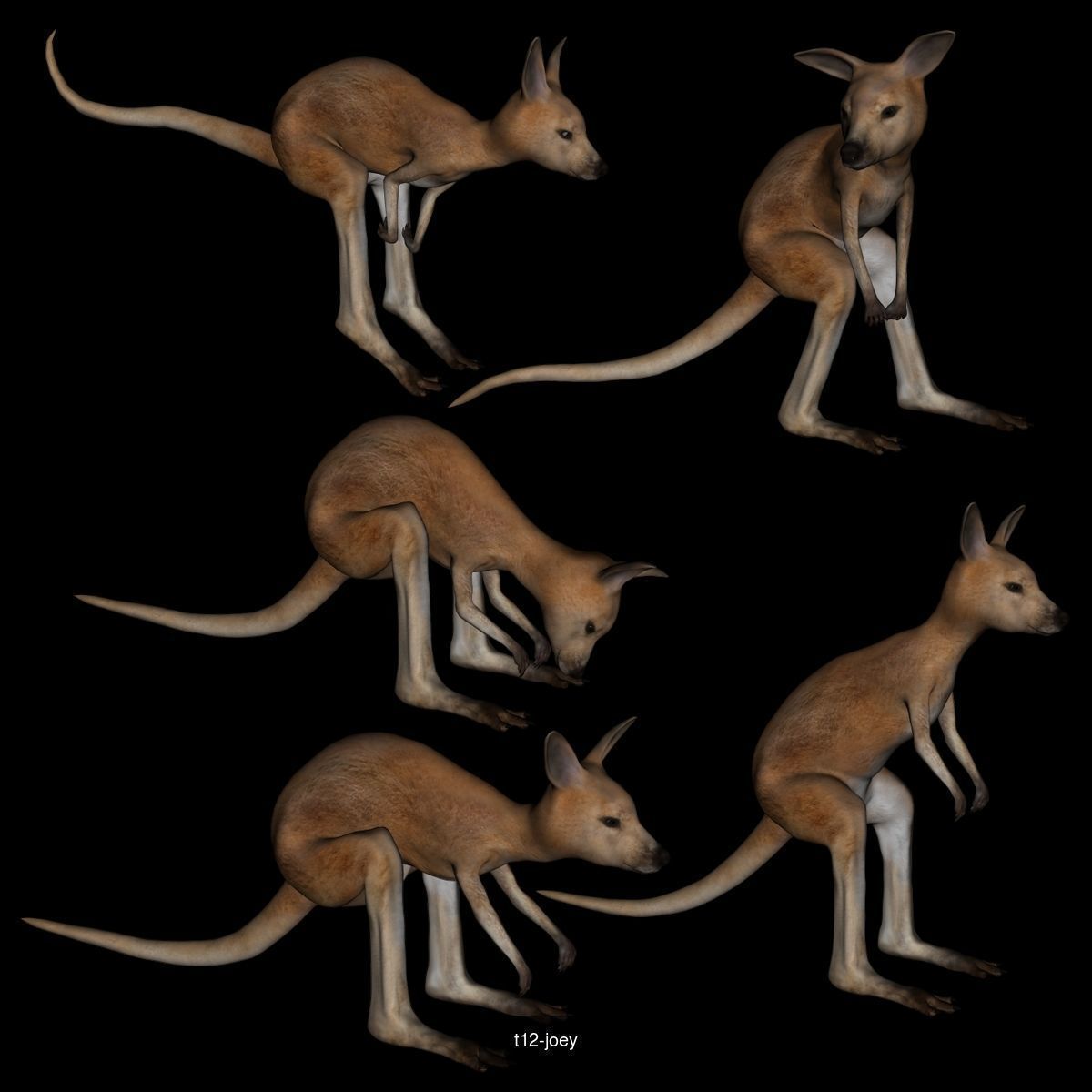 aussie wild life -1 3D Model Collection_2