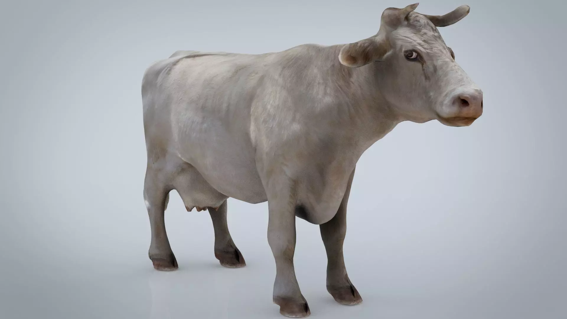 WHITE COW Low-poly 3D model_0
