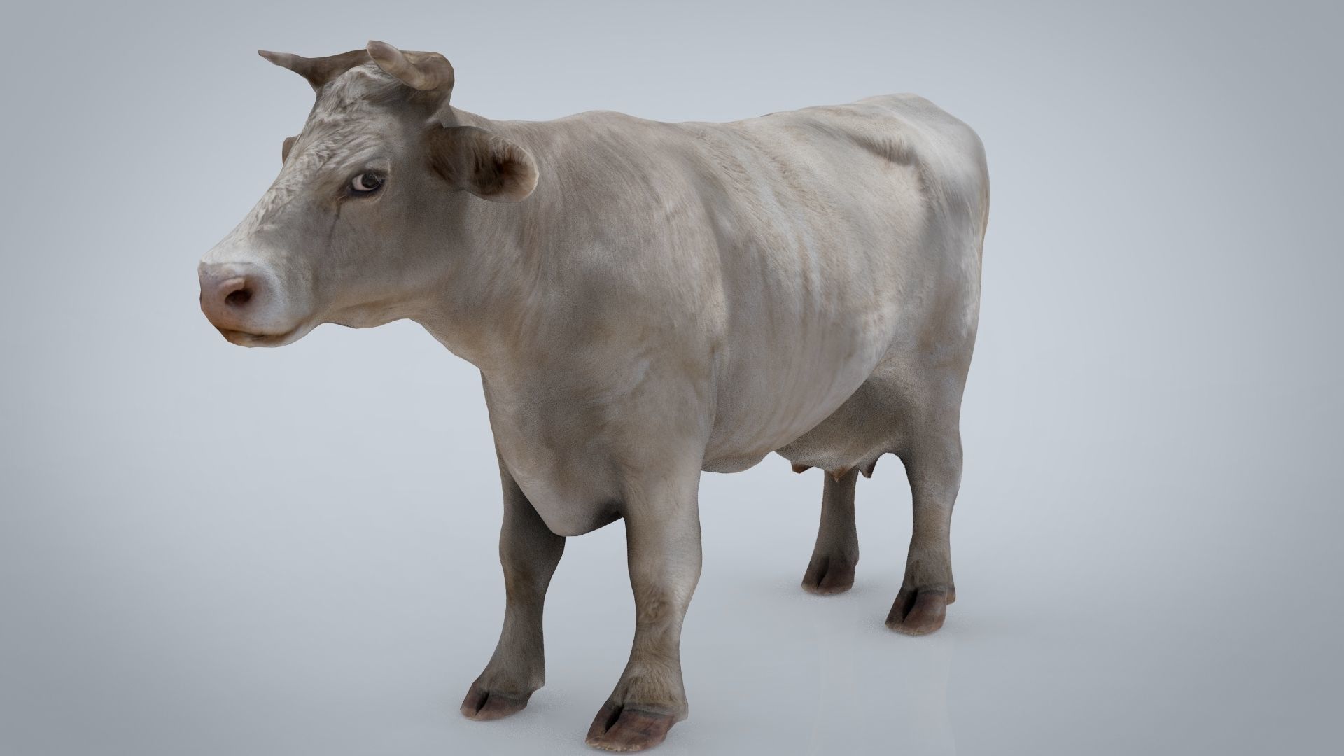 WHITE COW Low-poly 3D model_3