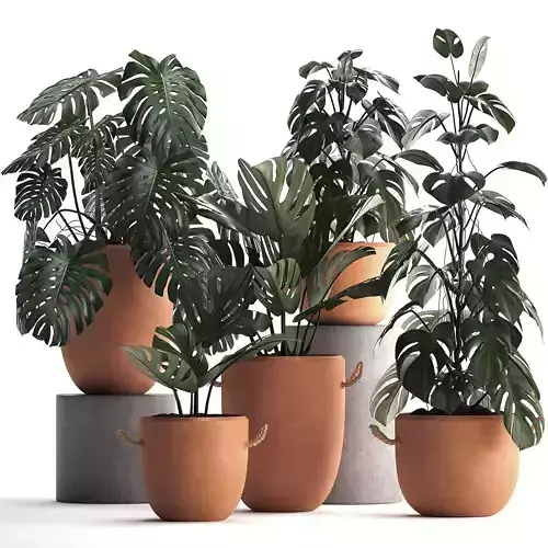 Collection Exotic plants Monstera 423
