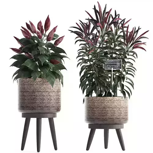 Decorative plants for the kitchen 423 Pepper