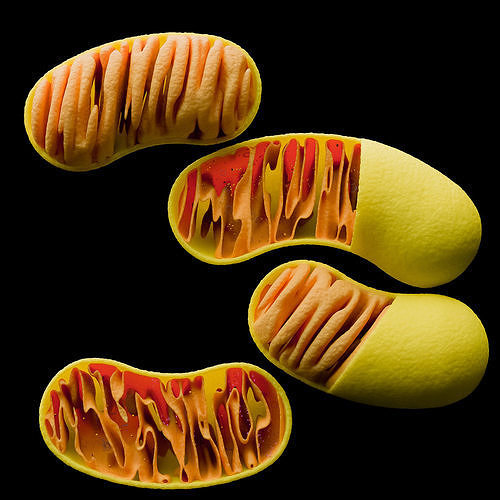 Four mitochondria models  3D model
