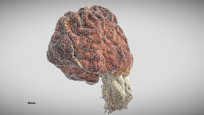 Gyromitra brain mushroom elephant ears Helvella  3D model 5
