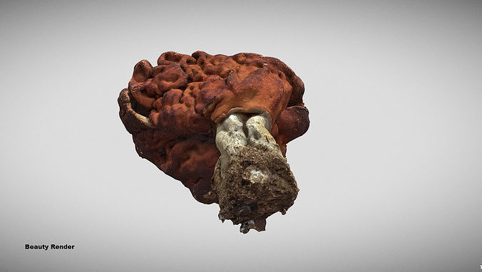 Gyromitra brain mushroom elephant ears Helvella  3D model 7