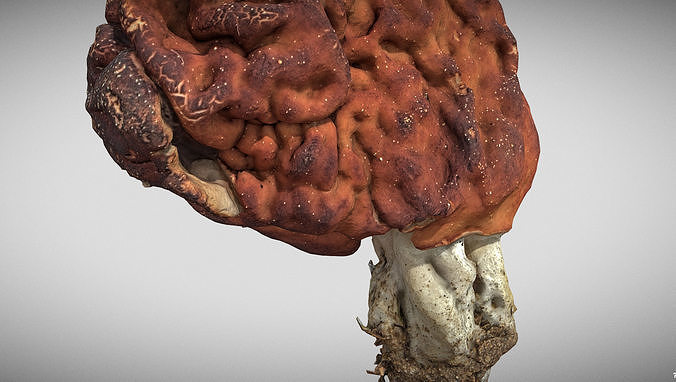 Gyromitra brain mushroom elephant ears Helvella  3D model 4