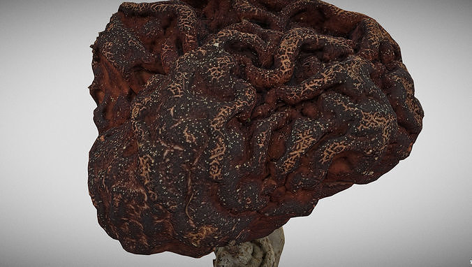 Gyromitra brain mushroom elephant ears Helvella  3D model 3