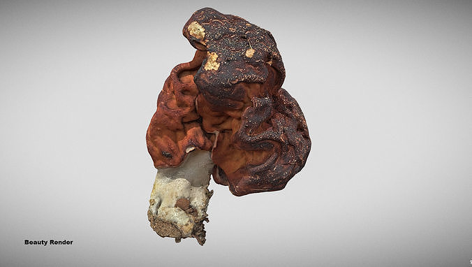 Gyromitra brain mushroom elephant ears Helvella  3D model 6