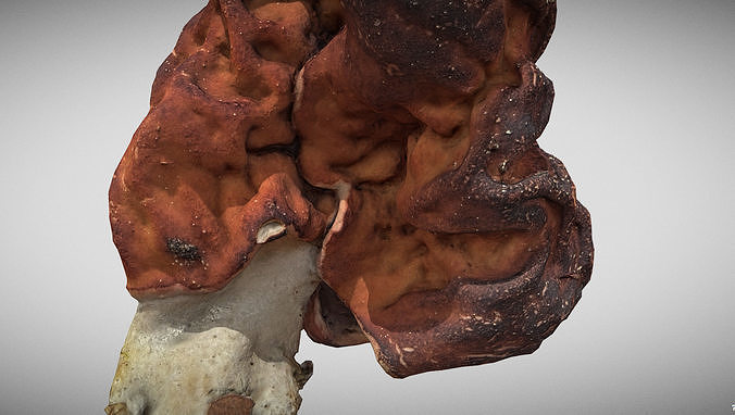 Gyromitra brain mushroom elephant ears Helvella  3D model 2