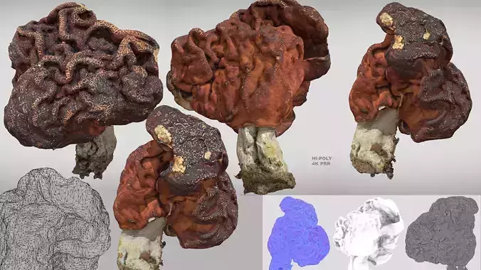 Gyromitra brain mushroom elephant ears Helvella 