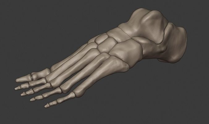 Foot bones 3D print model
