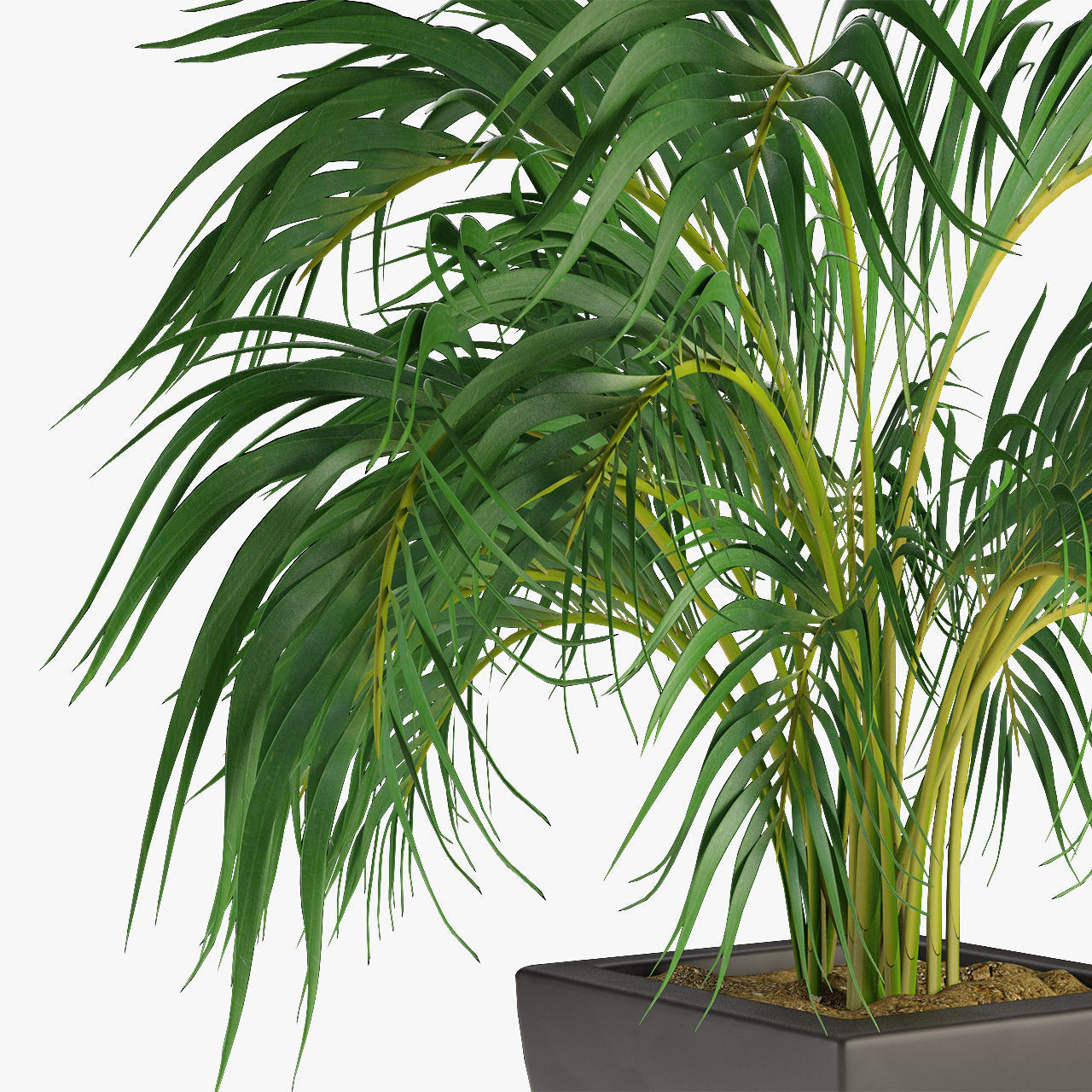 Realistic Plant Garden 3D model_1