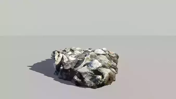 Shell Fossil 3D Scanned Model