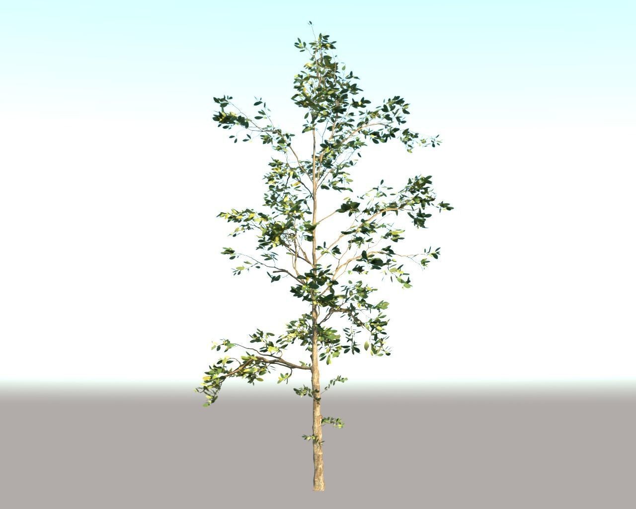 Trees Pack 3D model_4