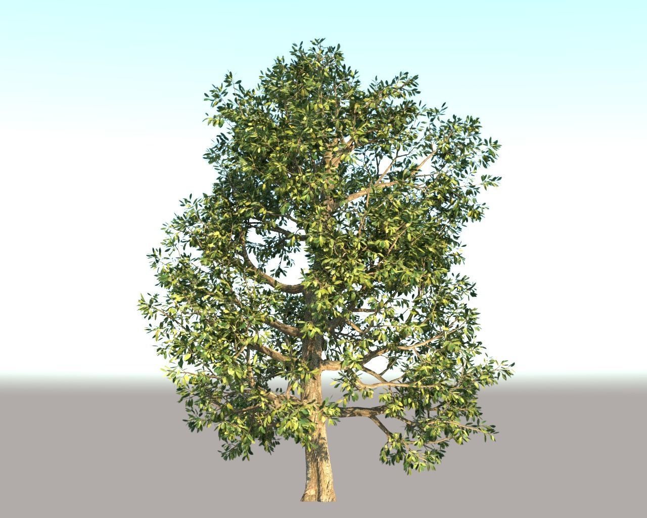 Trees Pack 3D model_3