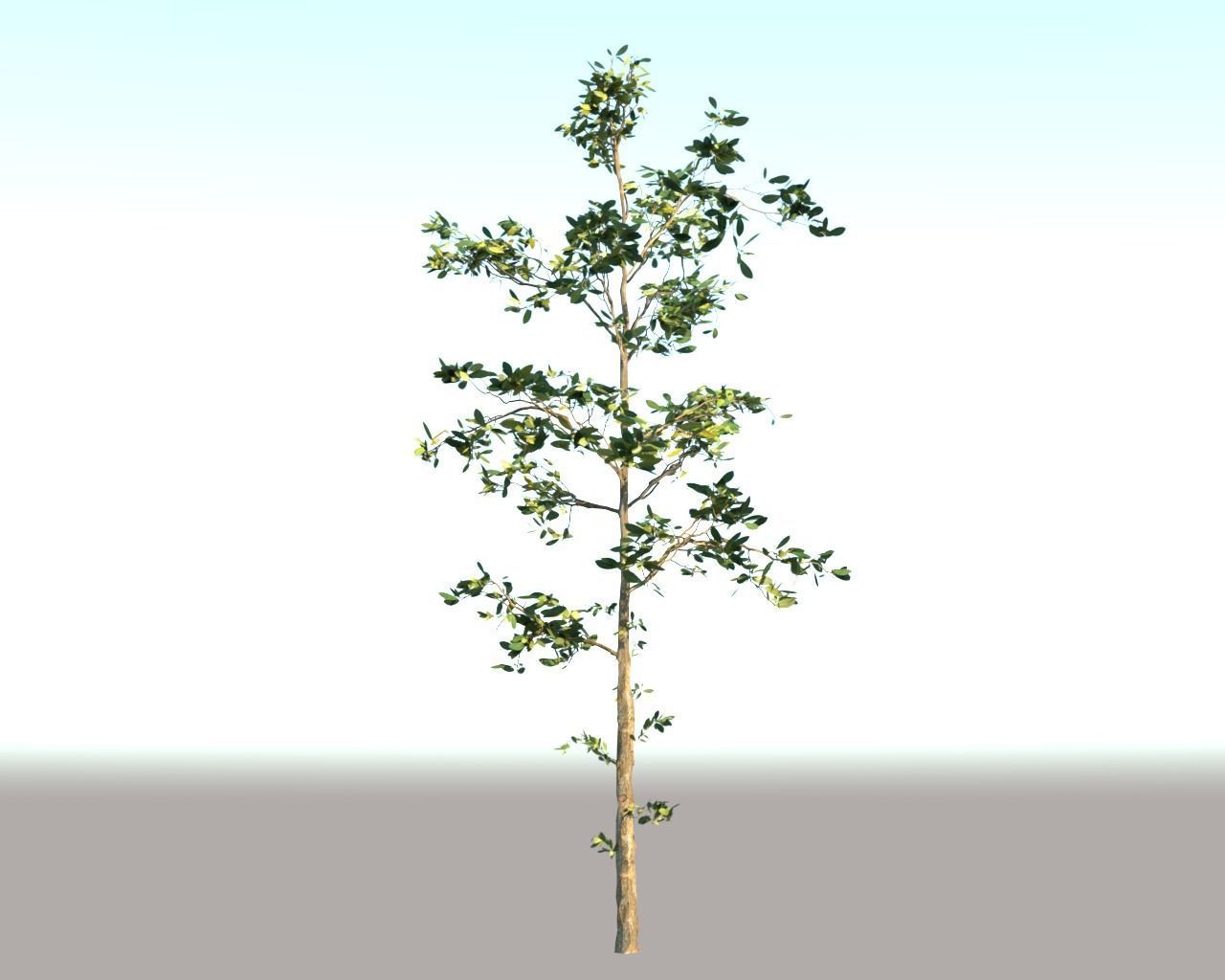 Trees Pack 3D model_6